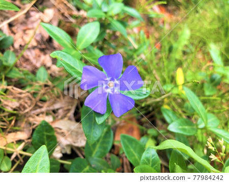 One purple periwinkle 77984242
