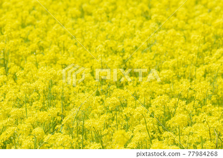 Rapeseed field Rapeseed field 77984268