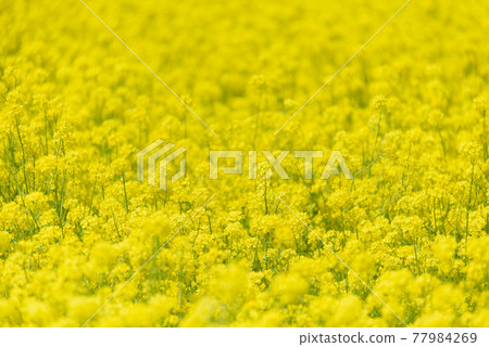 Rapeseed field 77984269