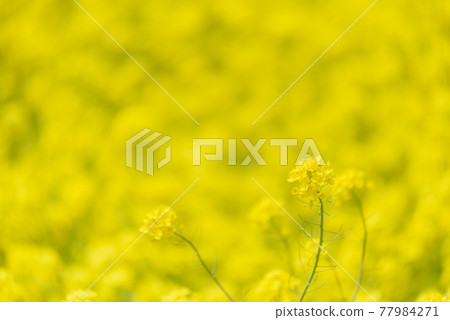 Rapeseed field Rapeseed field 77984271