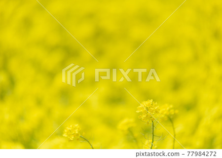Rapeseed field Rapeseed field 77984272