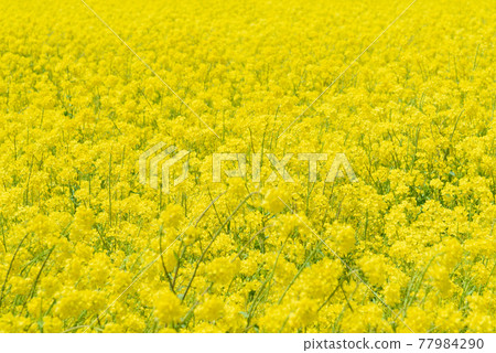 Rapeseed field Rapeseed field 77984290