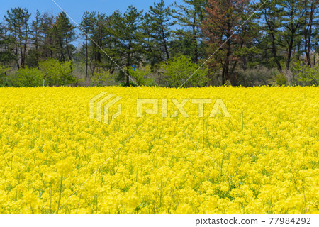 Rapeseed field 77984292