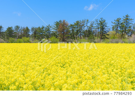 Rapeseed field Rapeseed field 77984293