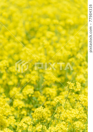 Rapeseed field 77984316