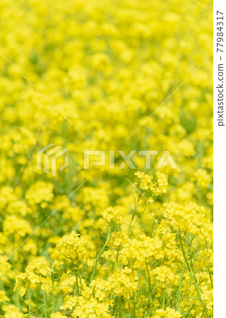 Rapeseed field Rapeseed field 77984317
