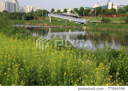 Heavyweight. Arch bridge. Apartment. Rose. Rape flower 77984396