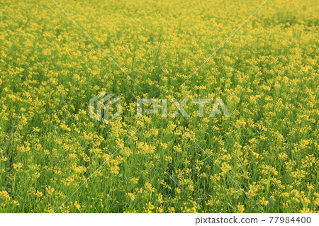 Heavyweight. Arch bridge. Apartment. Rose. Rape flower 77984400