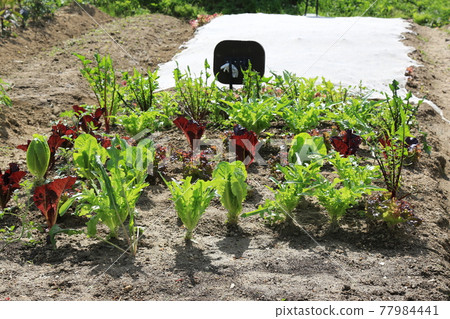 Heavyweight. Arch bridge. Apartment. Rose. Rape flower 77984441