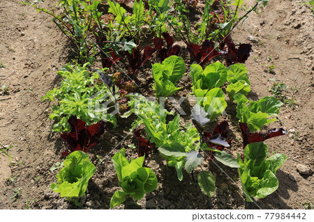 Heavyweight. Arch bridge. Apartment. Rose. Rape flower 77984442