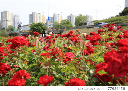 Heavyweight. Arch bridge. Apartment. Rose. Rape flower 77984456