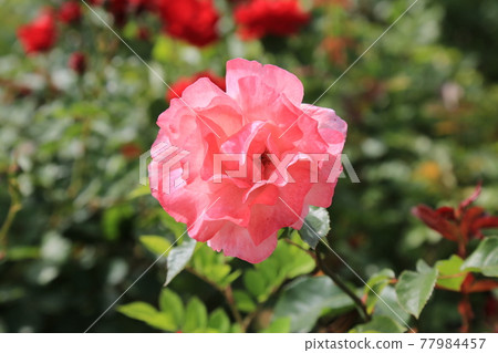 Heavyweight. Arch bridge. Apartment. Rose. Rape flower 77984457