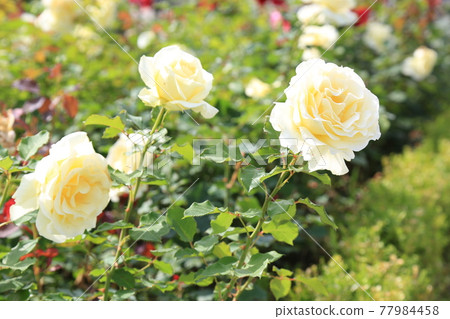 重布、拱橋、公寓、玫瑰、油菜花 77984458