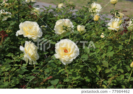 Heavyweight. Arch bridge. Apartment. Rose. Rape flower Heavyweight. Arch bridge. Apartment. Rose. Rape flower 77984462