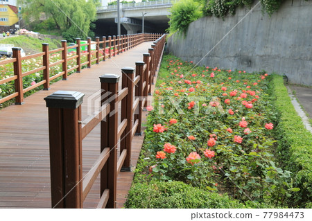 重布、拱橋、公寓、玫瑰、油菜花 重布、拱橋、公寓、玫瑰、油菜花 77984473