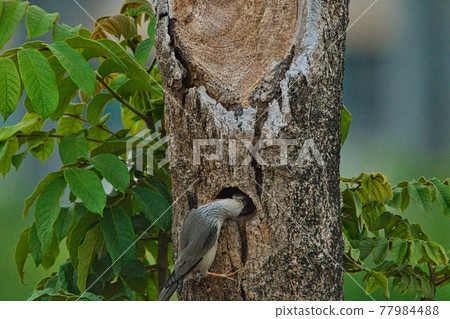 Chestnut-tailed Starling(Sturnia malabarica) feeding their baby birds.Pale-headed starling with dark-tipped wings and an orangish belly and rump. 77984488