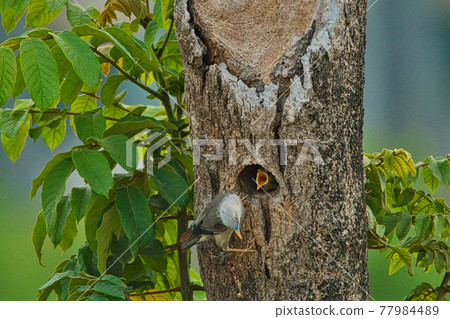 Chestnut-tailed Starling(Sturnia malabarica) feeding their baby birds.Pale-headed starling with dark-tipped wings and an orangish belly and rump. 77984489