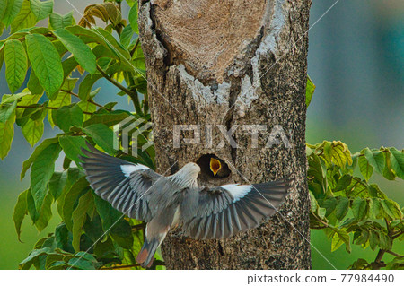 Chestnut-tailed Starling(Sturnia malabarica) feeding their baby birds.Pale-headed starling with dark-tipped wings and an orangish belly and rump. 77984490