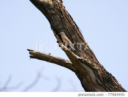 Chestnut-tailed Starling(Sturnia malabarica) standing on a tree branch.Pale-headed starling with dark-tipped wings and an orangish belly and rump. 77984491