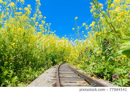 Rape blossoms with railroad tracks Rape blossoms with railroad tracks 77984541