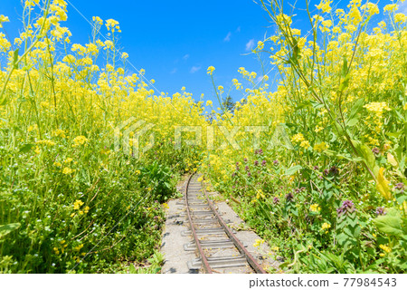 Rape blossoms with railroad tracks Rape blossoms with railroad tracks 77984543