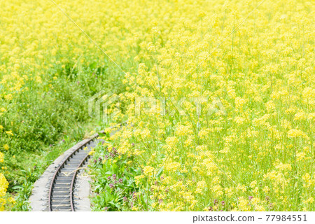 Rape blossoms with railroad tracks 77984551