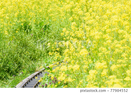 Rape blossoms with railroad tracks Rape blossoms with railroad tracks 77984552