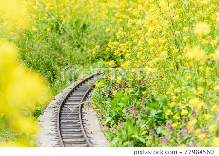 有鐵軌的油菜花 77984560