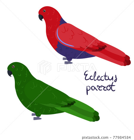Eclectus parrot in cartoon style on white background, male and female. Eclectus roratus 77984584