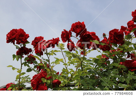 重量布、玫瑰、鯉魚群、道路、碼頭 77984608