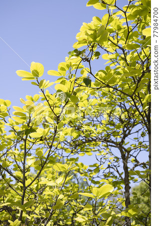 Blue sky and leaves of Ilex macropoda Blue sky and leaves of Ilex macropoda 77984700