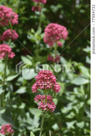Red valerian 77984732