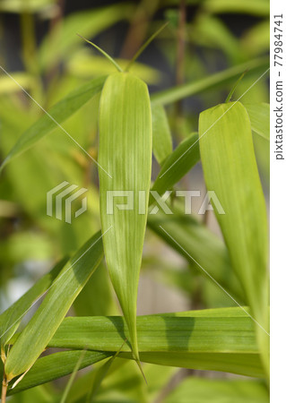 Umbrella bamboo Asian Wonder 77984741