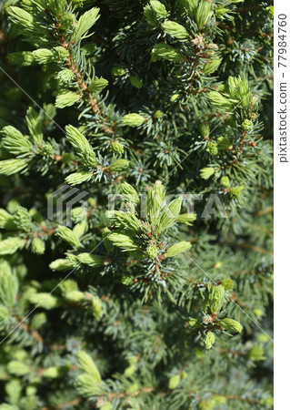 White spruce Sanders Blue 77984760