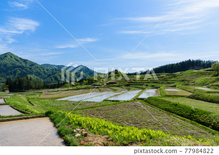 Rice terrace in the sky 77984822