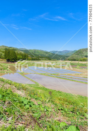 Rice terrace in the sky 77984835