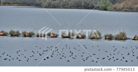 Animals and plants that inhabit the dam Animals and plants that inhabit the dam 77985013