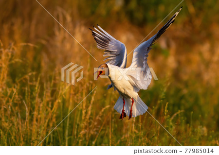 Stunning black-headed gull with open beak landing above wetland colony in summer 77985014