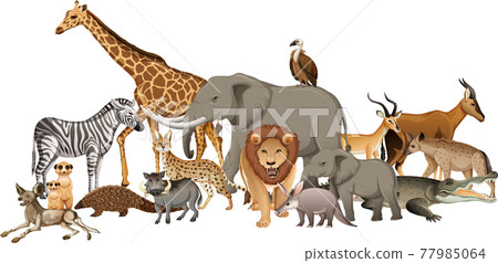 Group of wild african animal on white background 77985064