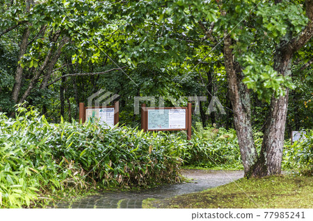Rainy Kushiro Marsh Observatory Promenade Summer August 77985241