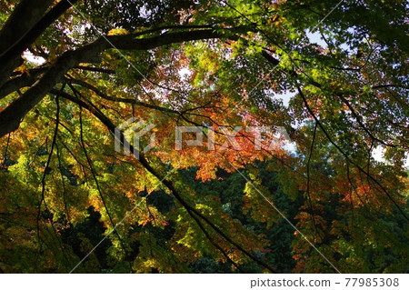 Maple that begins to color the beginning of autumn leaves Maple that begins to color the beginning of autumn leaves 77985308