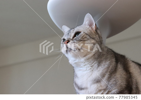 Cat American Shorthair Silver Tabby Looking Far From Cat Tower Cat American Shorthair Silver Tabby Looking Far From Cat Tower 77985345