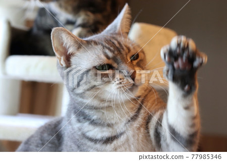 Cat American Shorthair Blue Tabby trying to reach out and catch something Cat American Shorthair Blue Tabby trying to reach out and catch something 77985346