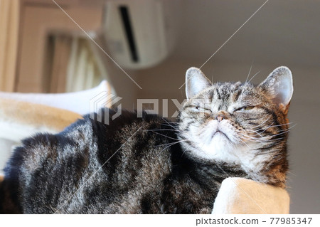 Cat American Shorthair Brown Tabby squinting at the cat tower Cat American Shorthair Brown Tabby squinting at the cat tower 77985347