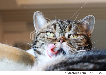 Cat American Shorthair Blue Tabby with a long tongue sticking out 77985352