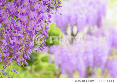 遠野瀨戶之裡，盛開的紫藤 77985434