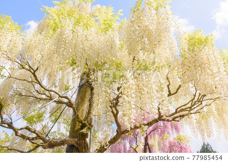 Tono Seto no Sato, full bloom wisteria Tono Seto no Sato, full bloom wisteria 77985454