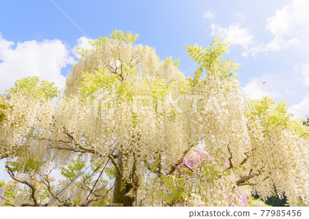 遠野瀨戶之裡，盛開的紫藤 77985456