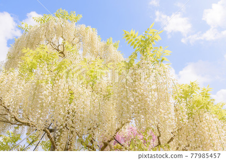 遠野瀨戶之裡,盛開的紫藤 遠野瀨戶之裡,盛開的紫藤 77985457