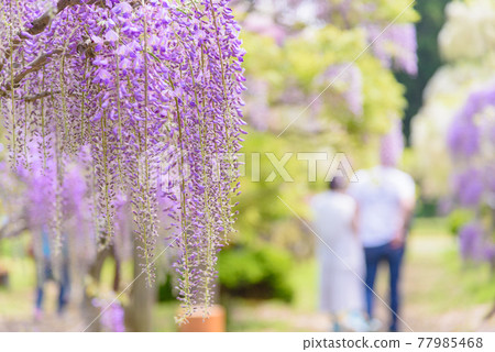 Tono Seto no Sato, full bloom wisteria Tono Seto no Sato, full bloom wisteria 77985468